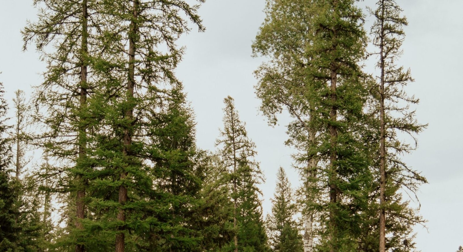 lily-miller-0mENaOx1sA0-unsplash